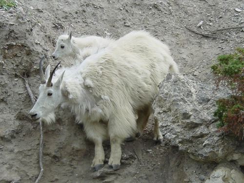 2 headed Mountain goat