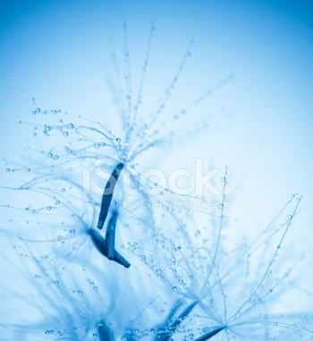 Dandelion seed with water drops