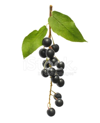 Bird cherry