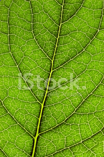 Leaf