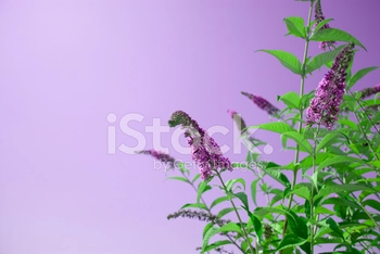 Butterfly Bush