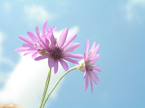 A good sky for a flower smile