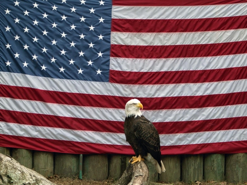 American Eagle with Flag