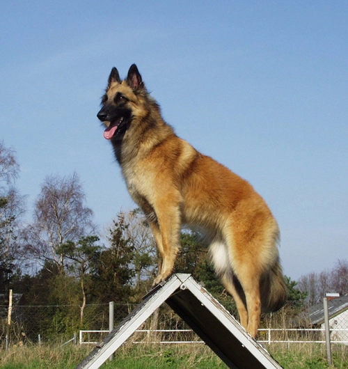 Animals, Dog, Tervuren