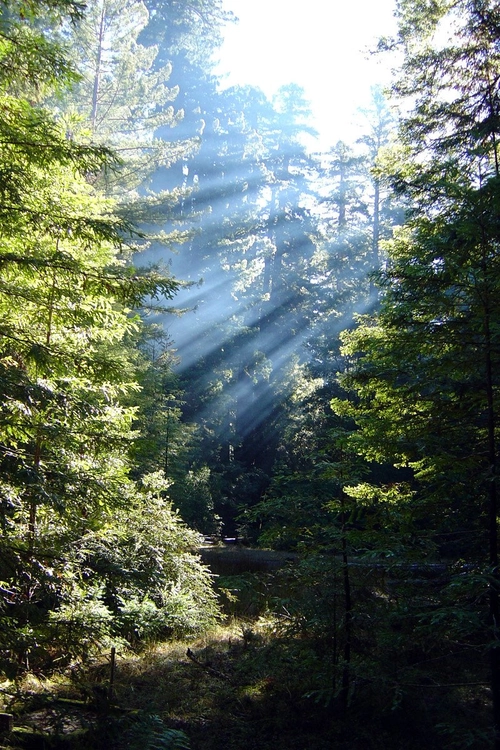 Big Basin Morning