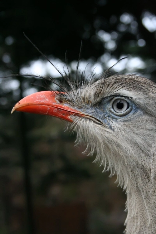 bird at zoo