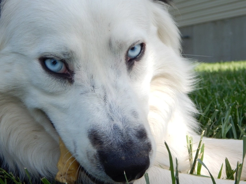 Blue Eye Austrailian Shepard