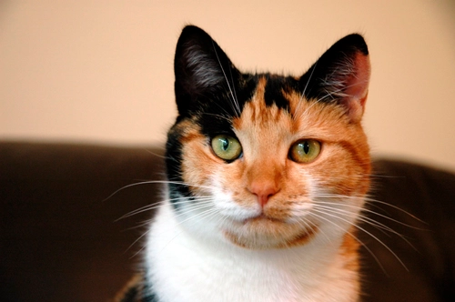 Calico cat