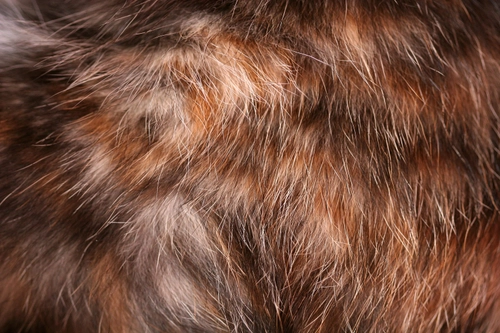 Cat fur