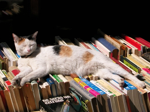 cat on books