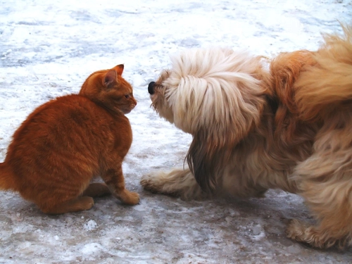 cat Vs dog