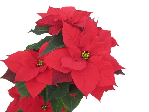 Christmas Flower