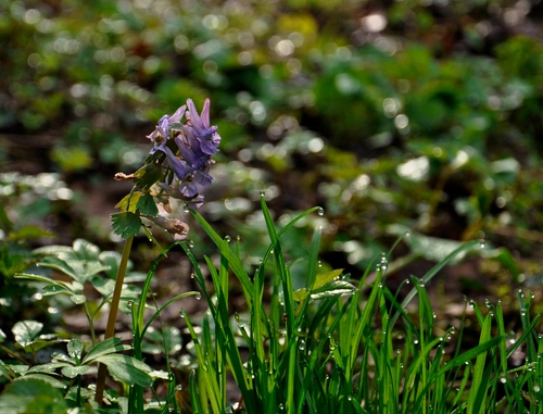 Corydalis