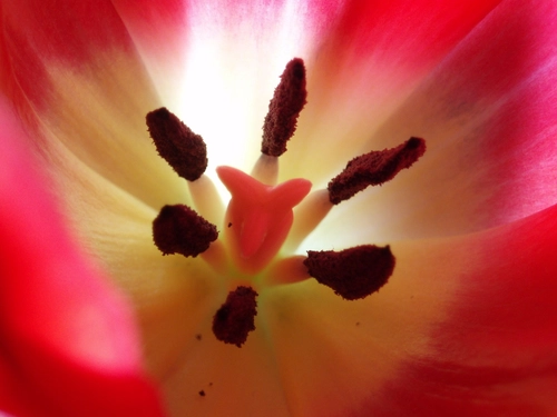 Details of a Tulip 2