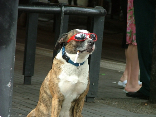 dog with sunglasses