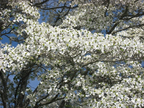 DogWood Tree 5