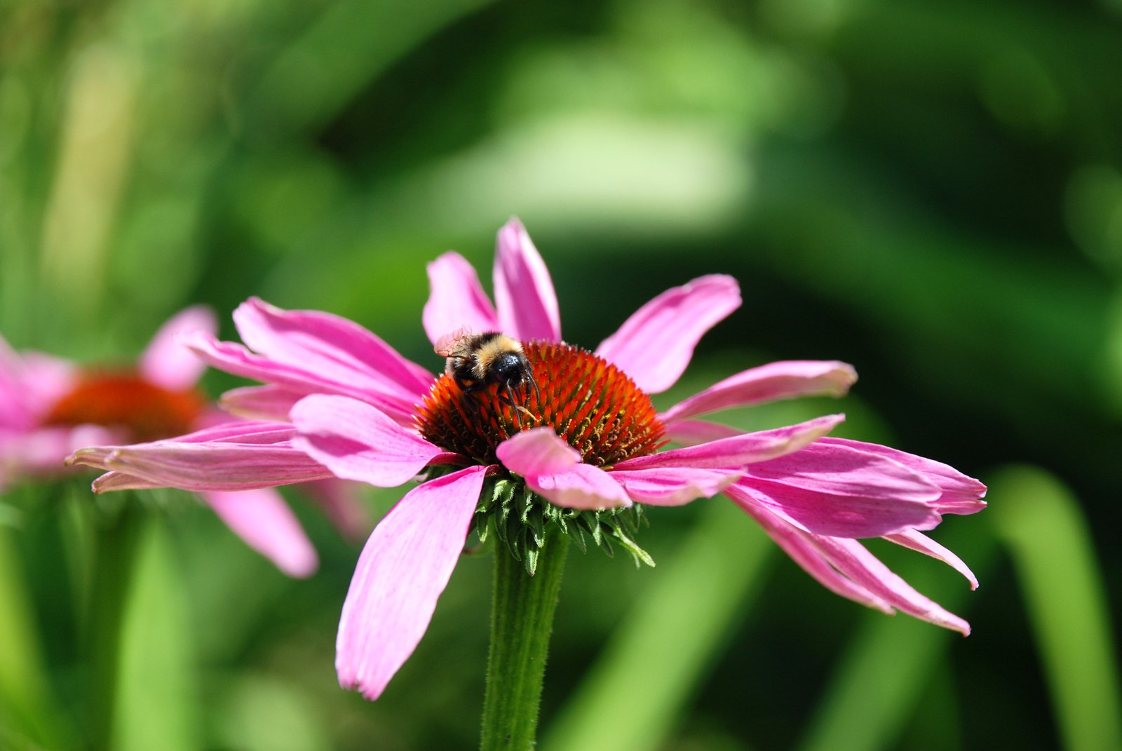 Echinacea