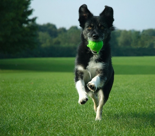 Exuberant dog