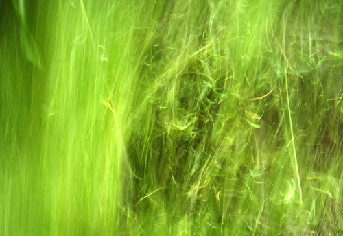 Green grass background