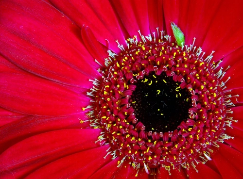 Flower close-up