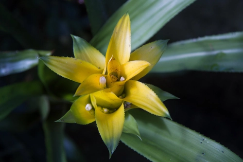 Flowers on a succulent plant.