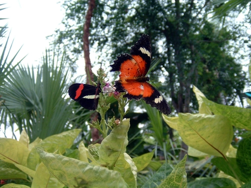 Free Butterfly In Flight - Lacewing