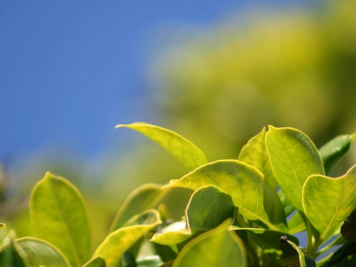 Green Leaves