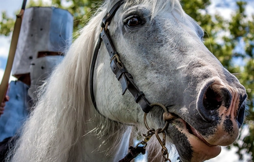 grey horse