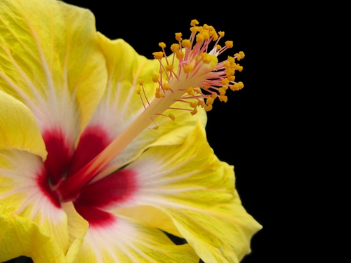 hibiscus