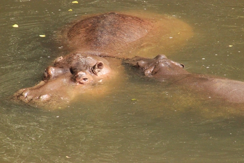 Hippo and baby