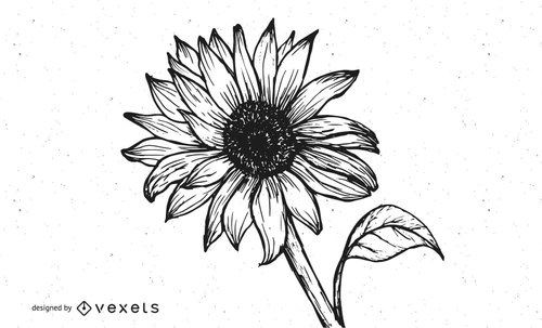 Sunflower in Black Ink