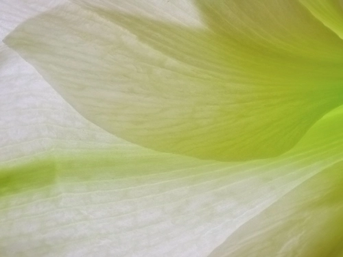 Inside a Lily