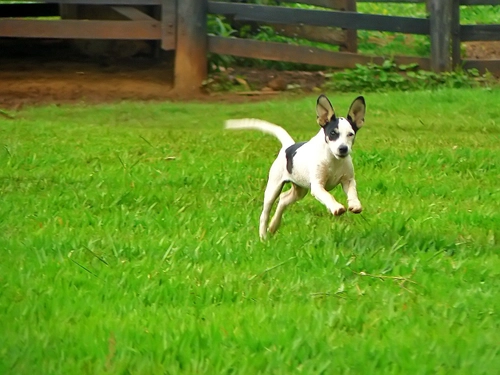 Jumping dog