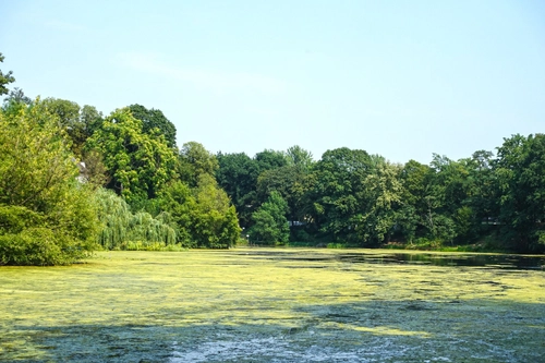 Koenigssee covered with algae