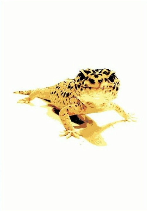 Leopard Gecko