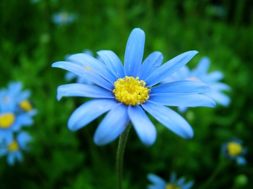 macro blue