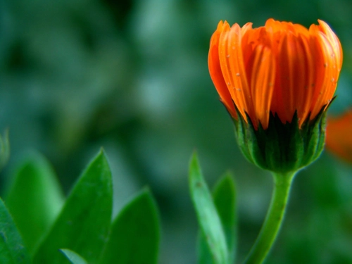 Macro Flower