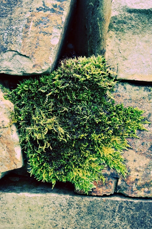 Moss growing in a rock wall