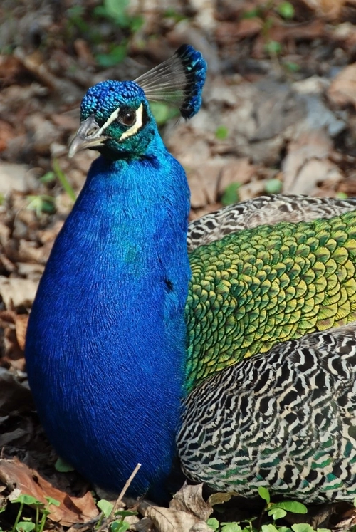 Peacock beautiful bird