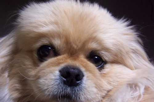 Pekingese Dog