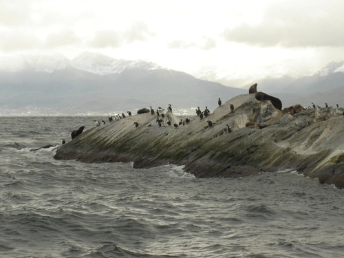 Penguins on a rocky island