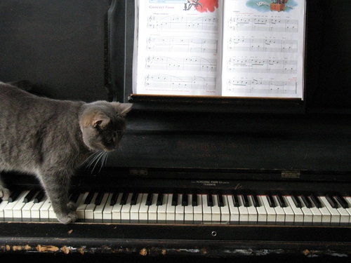 Piano Cat