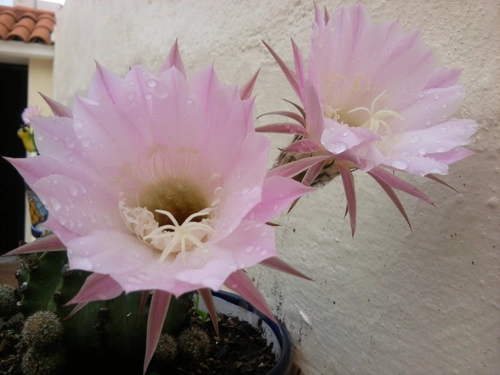 Pink cactus flower