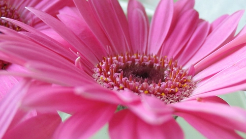 Pink Flower