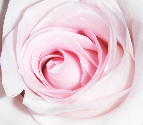 Pink Rose