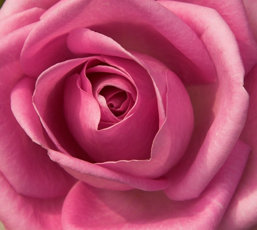 Pink rose