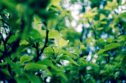 Plum Tree