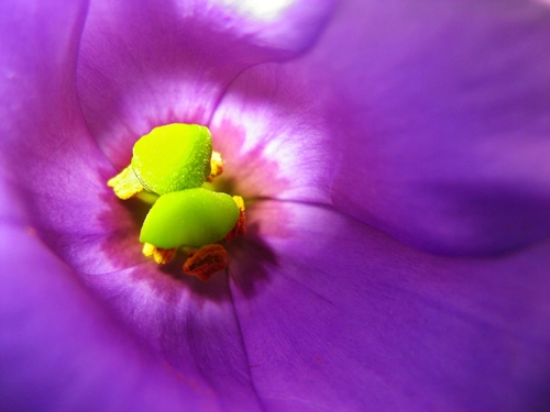 Purple flower