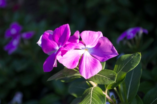 Purple Flower