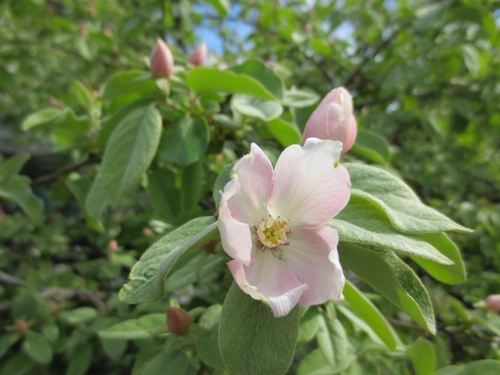 Quince blossoms in spring